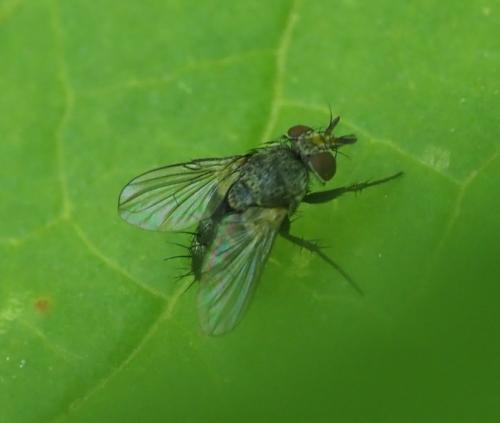 Réf. 235 596 : Peribaea sp.